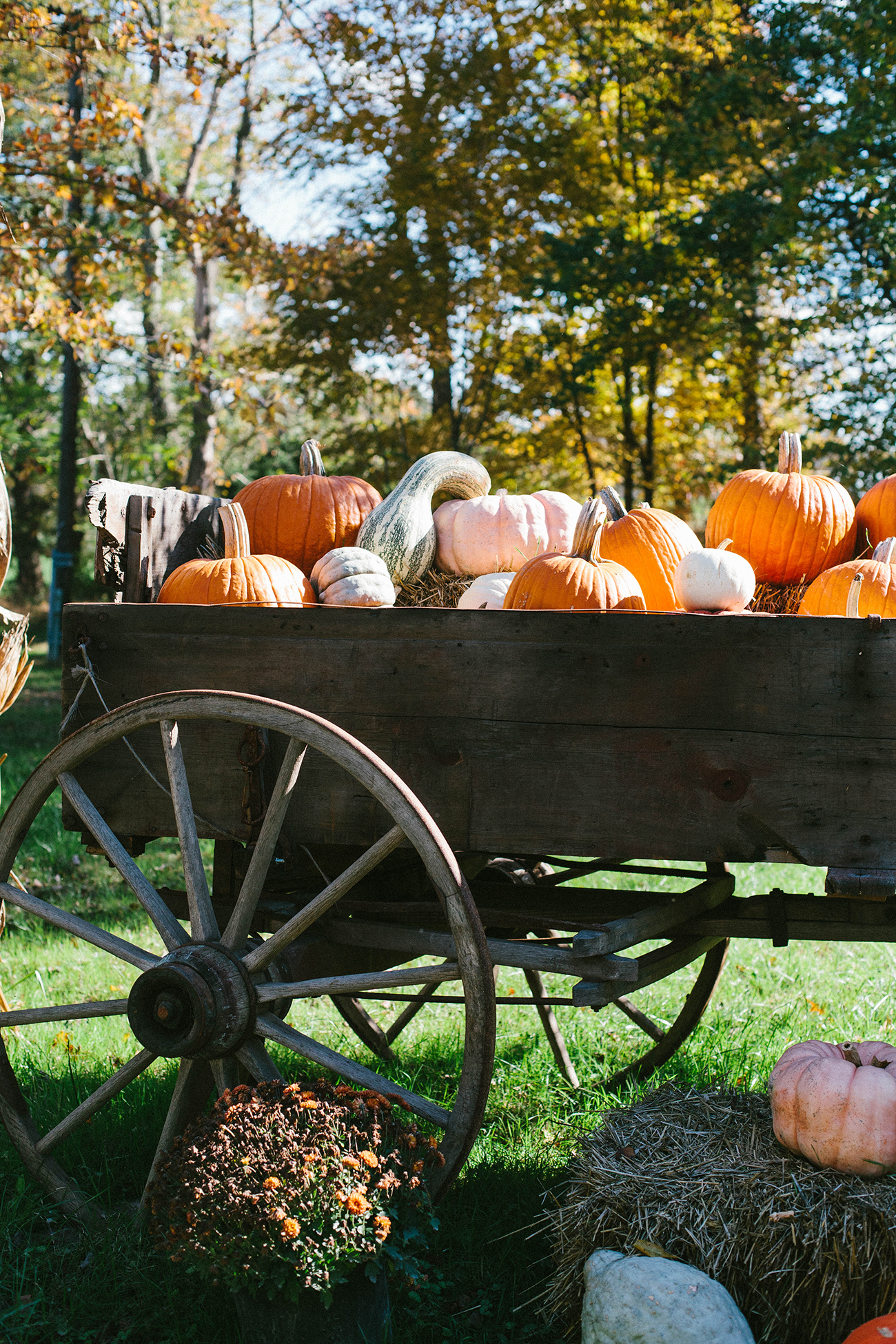 Life With Littles | Pumpkin Picking - A Daily Something